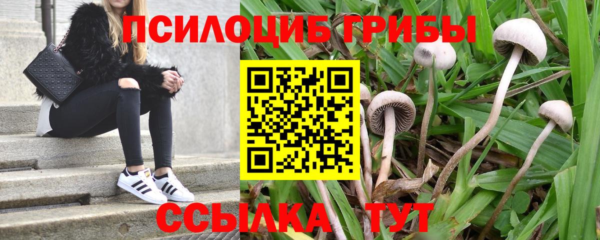 Галлюциногенные грибы Cubensis Губаха